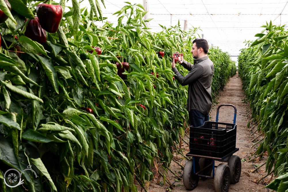 Invernadero de Pimientos