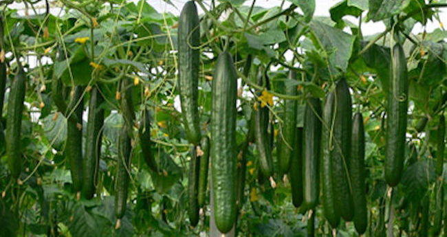 pepino cultivo 3 650