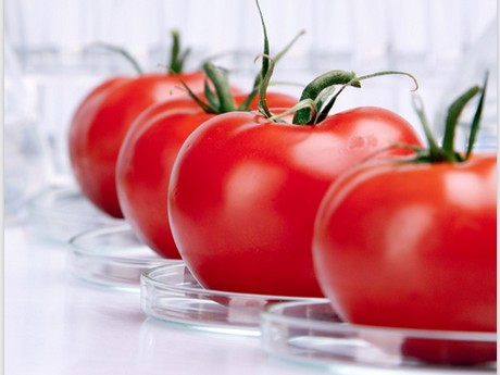 tomatesbrillante