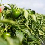 Vegetable grower increases Florida production